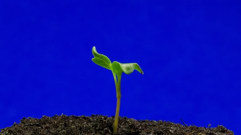 Plants time lapse, sunflower seed is growing out of the earth, blue screen