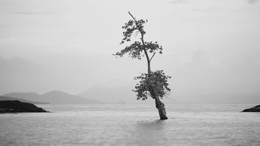 Fine art black white long exposure Stock Video Footage - 4K and HD