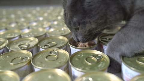 Wet canned food for cats. Many tin cans of pet food. Cat eating meal from a can.