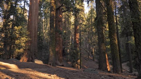 Sequoia trees in the Sequoia National Park
