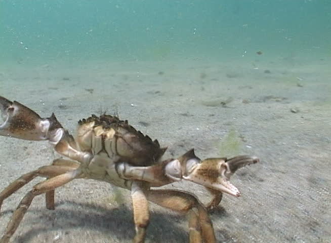 Big Green crab (Carcinus maenas) runs fast over the sand. Invasive species