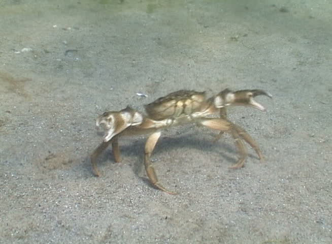 Big Green crab (Carcinus maenas) runs fast over the sand. Invasive species