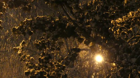 Snow comes in the background of a street lamp. The lantern burns during a blizzard. Tree branches in the snow at night. Snowfall in Europe