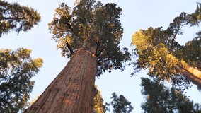 Sequoia trees in rotation clip