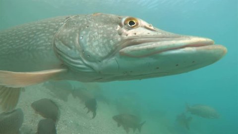 Freshwater fish Northern pike (Esox lucius) swimming with carps in the beautiful clean pound. Underwater footage with nice bacground and natural light. Wild life animal. Swimming predator fish