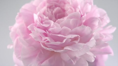 beautiful pink peony background blooming flower Stock Footage Video ...