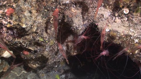 red shrimps in cave underwater shrimp school