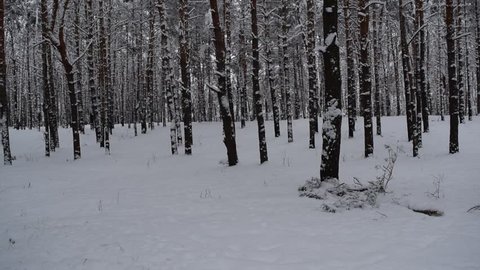 View through the snow on the winter forest. A lot of trees