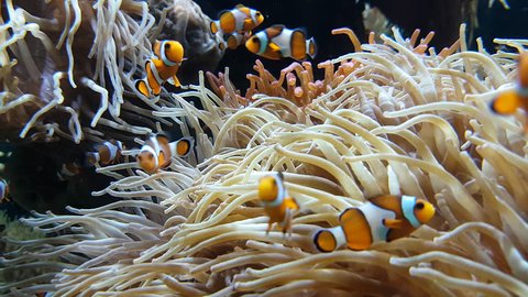 Many Clownfish And Sea Anemone Partnership, Close Up View - 4K Resolution