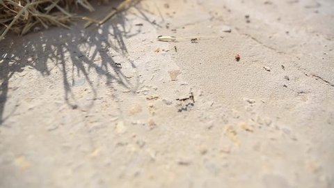 a lot of ants traveling in a row on the pavement.