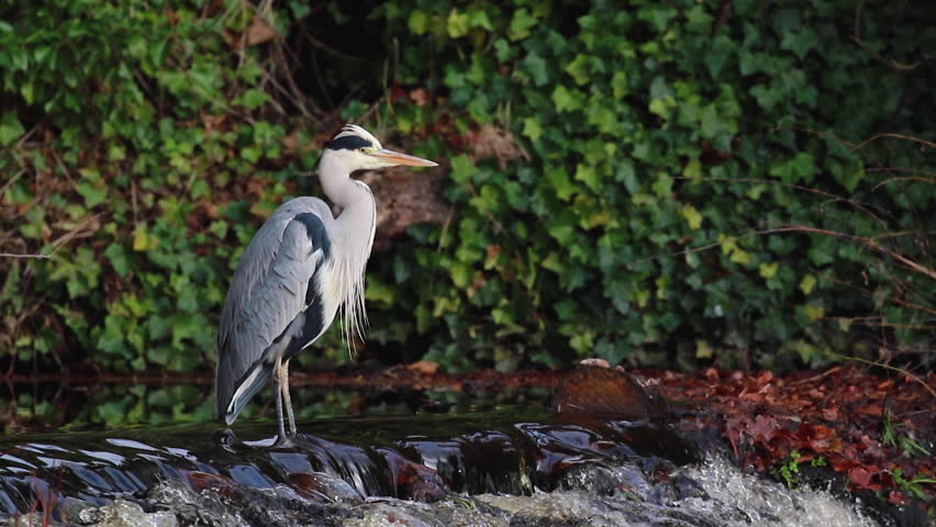 grey heron besides a small waterfall, walking, hunting, fishing during a winter afternoon in scotland.