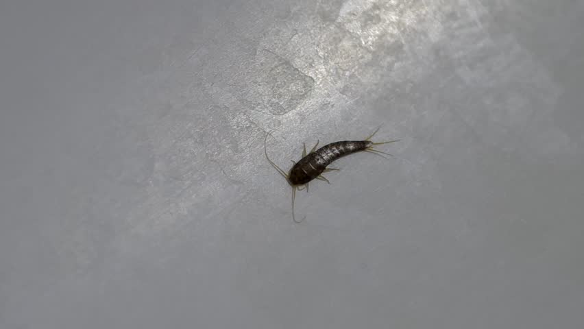 silverfish in bathroom