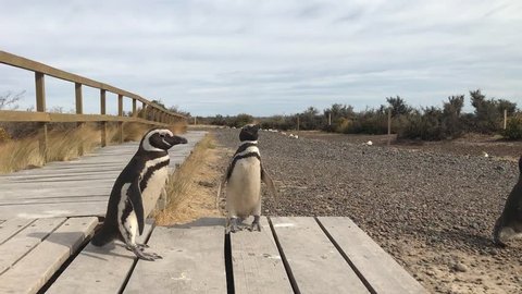 video of penguins in patagonia argentina