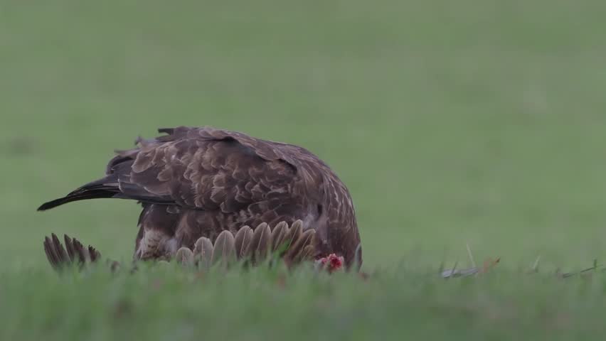 Common buzzrad on dead pheasant