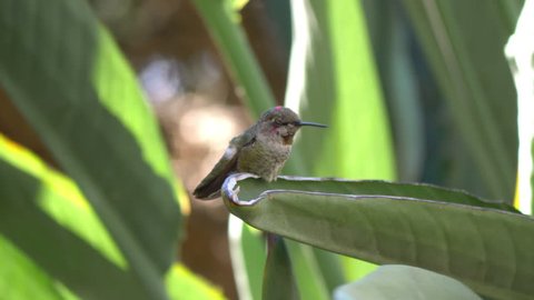 Real humming bird sitting on leaf in 4k slow motion 60fps