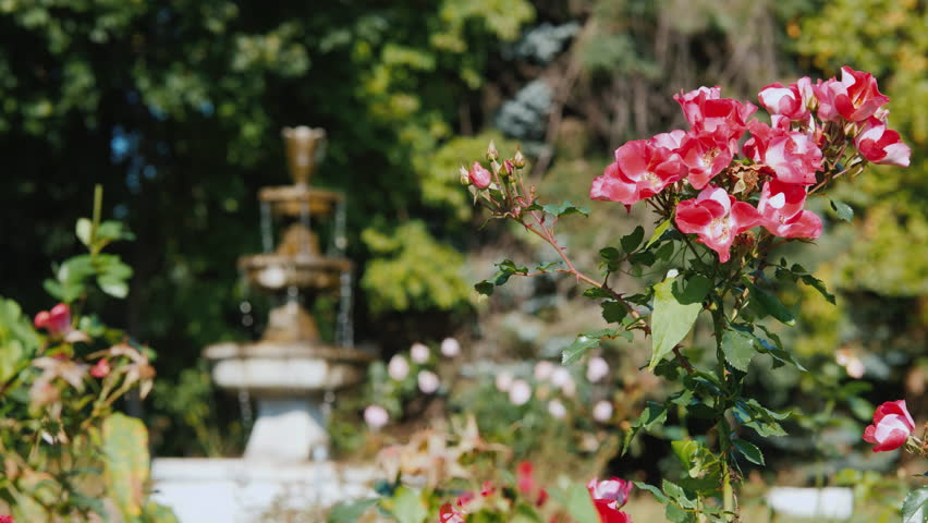 Small old fountain in the rose garden