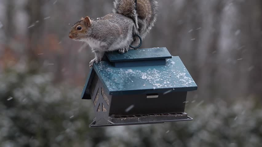 squirrel eating from a bird feeder in while it
