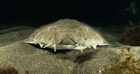 Angel shark (Squatina squatina) resting on sandy bottom, by night, front view, head close-up, camera movement towards the animal 