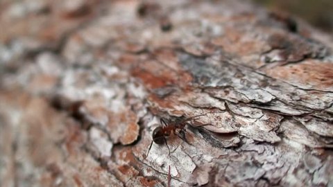 Ants Formica rufa on tree bark close-up in Siberia on Baikal by an organized work team overcomes difficulties complexities of wildlife in taiga. Concept of insect life in wild nature and teamwork.