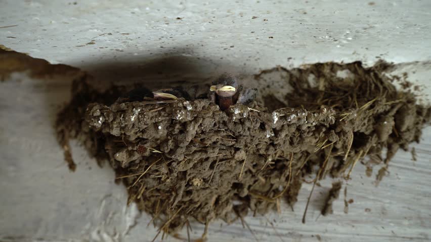 Newborn swallows in the nest. Three little birds. Swallow wide opens yellow beak. Hungry chicks. Children are waiting for the mother with food. Nest under the roof of the house.