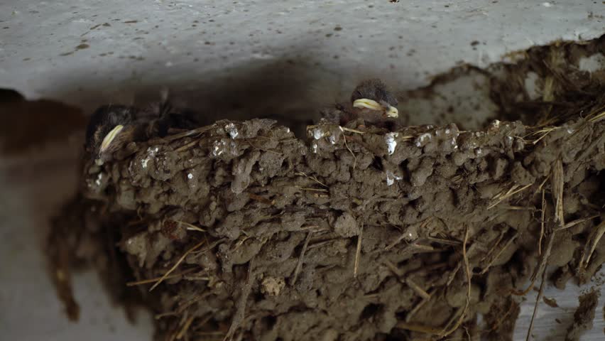 Three Swallow On The Roof Image - Free Stock Photo - Public Domain 