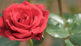Red rose flower or Rosa Mister Lincoln. Royalty high-quality free stock video footage of red rose flower or rosa Mister Lincoln blooming in garden. Rose in bloom texture and background for designer