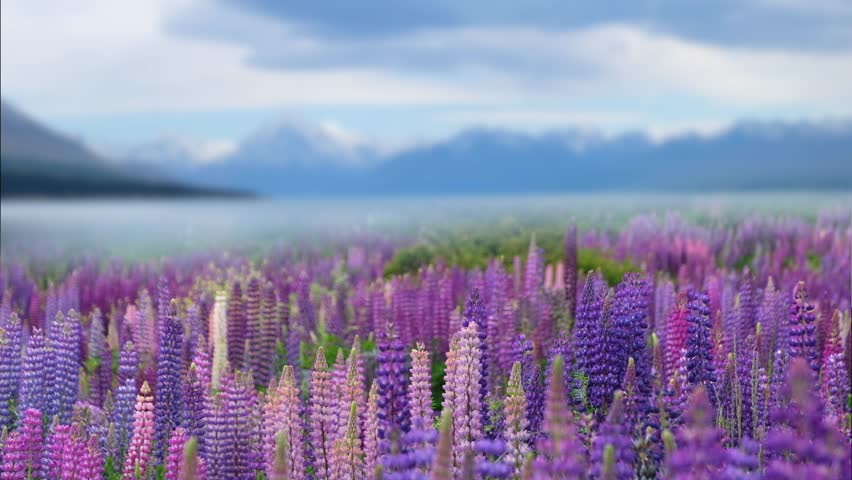 Beutiful Lupins flowers at Lake Tekapo.