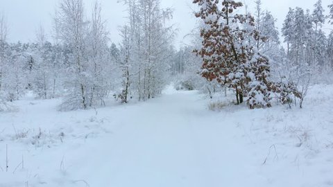 Snowy road in winter forest moving forwards. Snow-covered winter forest. Camera moves among snow-covered trees during snowfall in forest at winter day. Flying camera 4K footage. View from the bottom.
