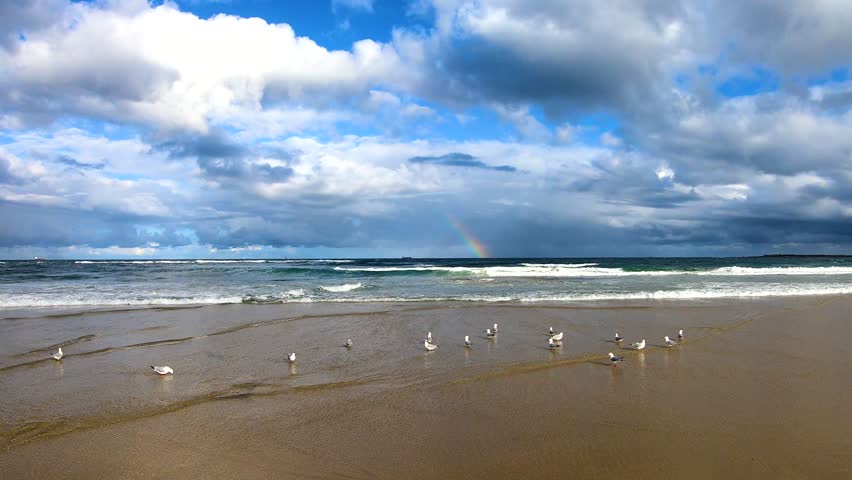 A boy in white t-shirt and red shorts and a dog are running along a sand ocean beach scaring a flock of seagulls. A rainbow in background is falling into the ocean under a cloudy blue sky. 