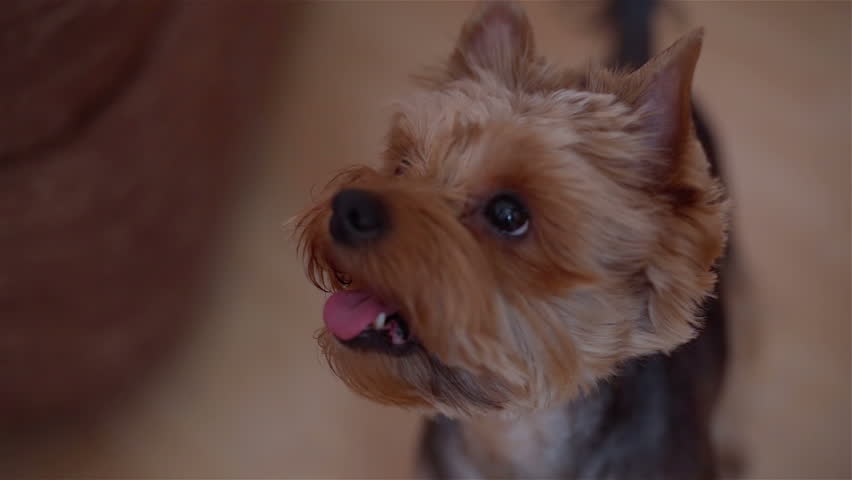 Yorkshire Terrier Looks Around | Shutterstock HD Video #1021048648