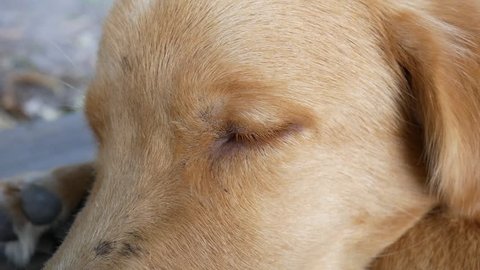 young dog  golden retriever open eye