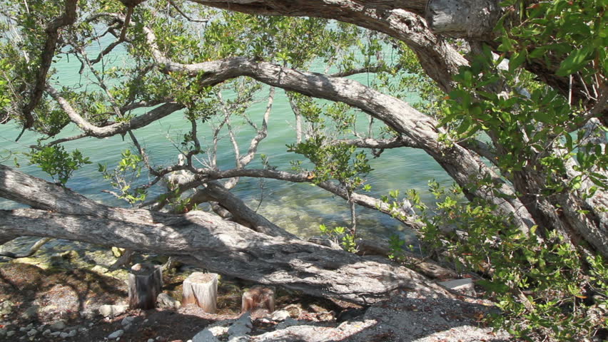 Tropical Florida Keys trees and water 