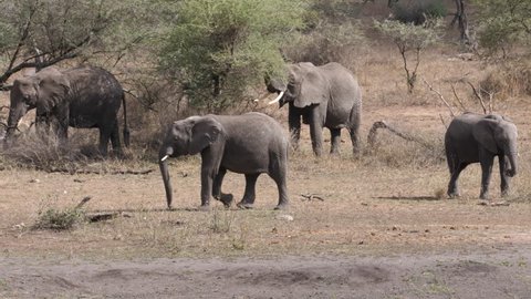 african elephant family with young baby. Waterhole Tanzania, the camera follows the Baby. Africa. 4 K, 59,94 fps