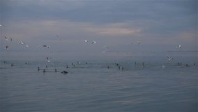 1920x1080 30 Fps. Very Nice Seabirds Swimming and Flying on The Sea Slow Motion Video.