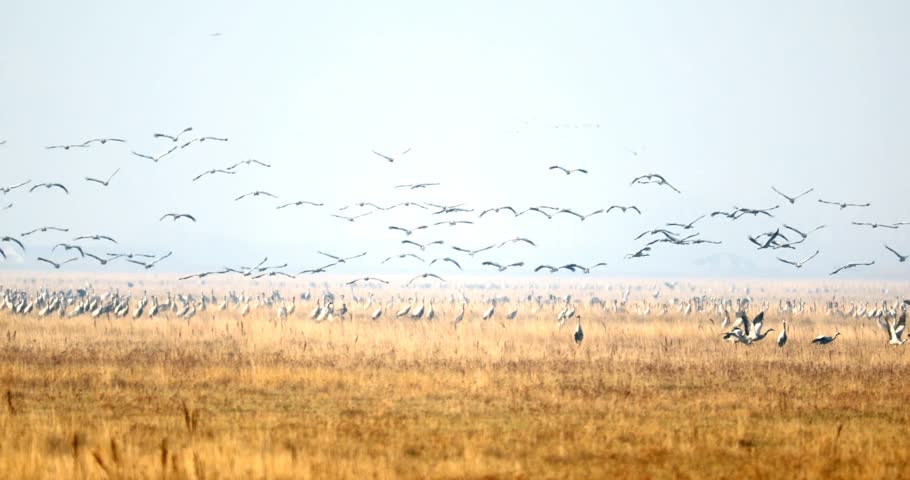 flying flock of Common Crane, migration in the Hortobágy National Park, Hungary, puszta is one of the largest meadow and steppe ecosystems in Europe and UNESCO World Heritage Site