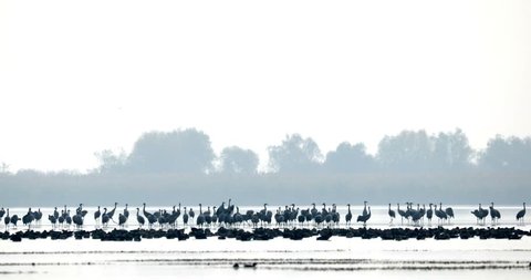 flock of Common Crane on lake, migration in the Hortobágy National Park, Hungary, puszta is one of the largest meadow and steppe ecosystems in Europe and UNESCO World Heritage Site