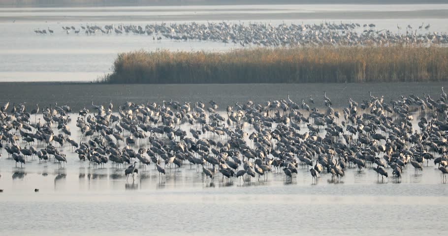 flock of Common Crane on lake, migration in the Hortobágy National Park, Hungary, puszta is one of the largest meadow and steppe ecosystems in Europe and UNESCO World Heritage Site