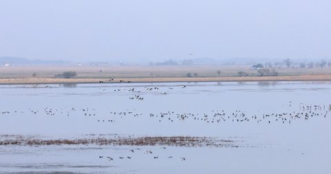 flock of Common Crane on lake, migration in the Hortobágy National Park, Hungary, puszta is one of the largest meadow and steppe ecosystems in Europe and UNESCO World Heritage Site
