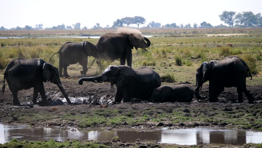 Elephants in Chobe National Park, Botswana Royalty-Free Stock Footage #1021061782