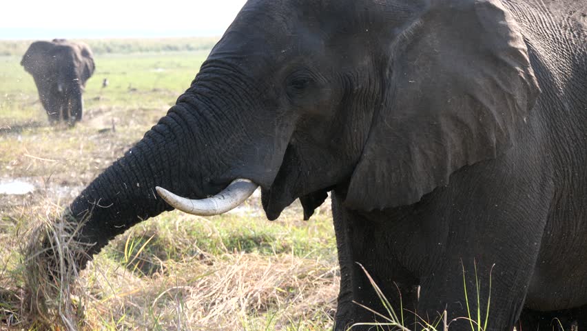 Elephants in Chobe National Park, Botswana Royalty-Free Stock Footage #1021061785