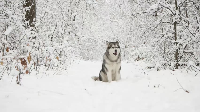 Malamute sits on the snow, slow motion | Shutterstock HD Video #1021064344
