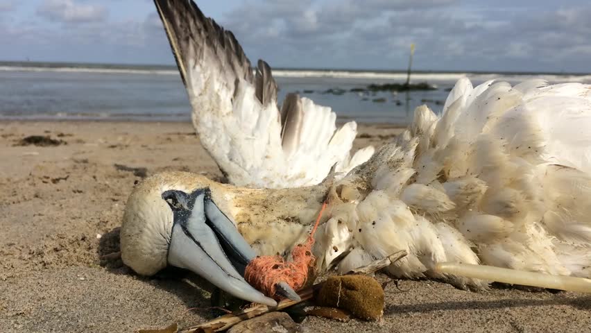 Dead northern gannet trapped in plastic fishing net washed ashore on Kijkduin beach The Hague, the Netherlands | Shutterstock HD Video #1021065235