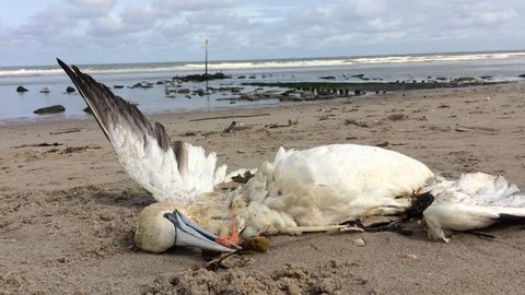 dead northern gannet trapped in plastic fishing net washed ashore on Kijkduin beach The Hague, the Netherlands