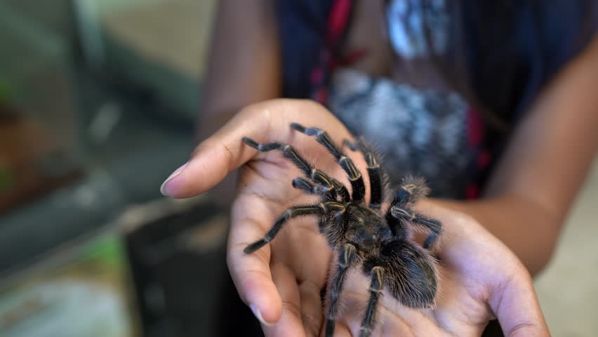 Woman hold in hand a huge hairy danger spider on blurred background