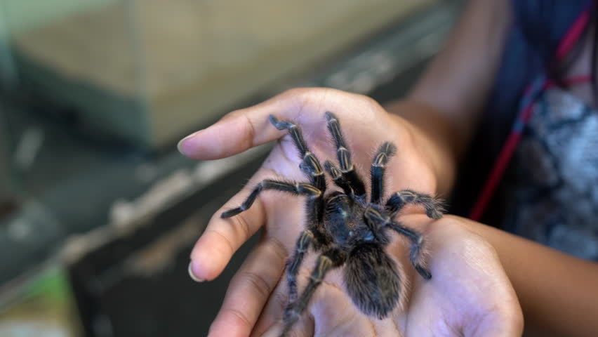 Young girl holding in hand a huge hairy danger spider on blurred background