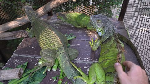 Man stroking a green iguana in one of the most popular tourist attraction Thailand, " Siam Insect Zoo " in Chiang mai