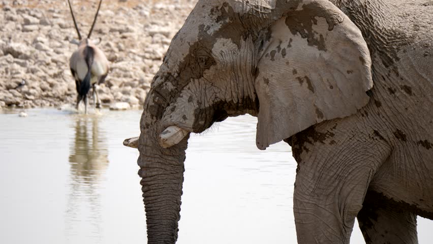 Elephants in Etosha National Park, Namibia