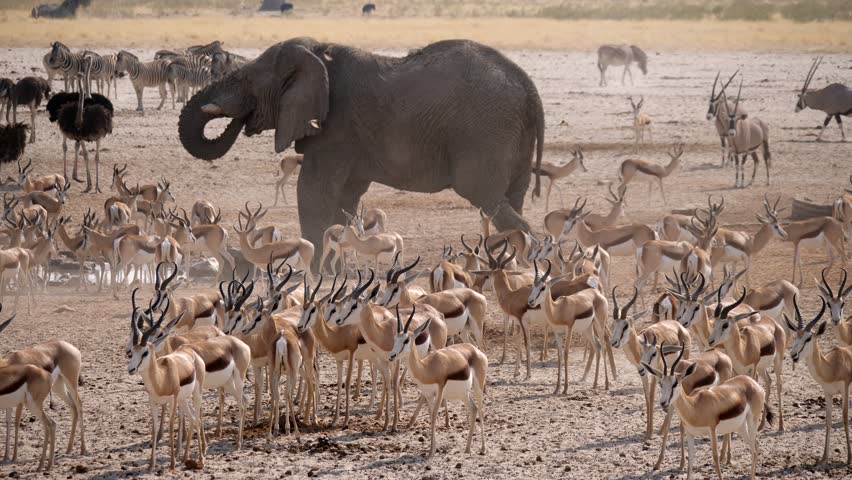 Elephants in Etosha National Park, Namibia Royalty-Free Stock Footage #1021068997