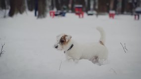 Dog Jack Russell Rough terrier Playing whit snow in park. Winter weather Slow motion