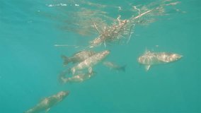 Underwater footage of feeding Grass carps (Ctenopharyngodon idella) with reed. Underwater video in the lake. Diving in fresh water. Beautifull group of grasscarps swimming uderwater. Grasskarpfen